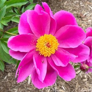 Meet your Posher, Lori